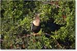 Anhinga_VeniceRookery_2006Jan_E0K6728 copy