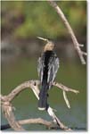Anhinga_VeniceRookery_2006Jan_E0K6753 copy