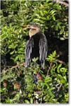 Anhinga_VeniceRookery_2006Jan_E0K6762 copy