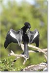 Anhinga_VeniceRookery_2006Jan_E0K6779 copy