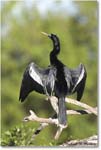 Anhinga_VeniceRookery_2006Jan_E0K6782 copy