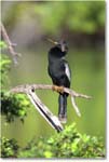 Anhinga_VeniceRookery_2006Jan_E0K6982 copy