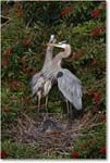 GreatBlueHeron_VeniceRookery_2006Jan_E0K5131 copy