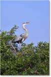 GreatBlueHeron_VeniceRookery_2006Jan_E0K5142 copy