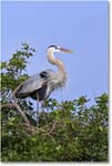 GreatBlueHeron_VeniceRookery_2006Jan_E0K5157 copy