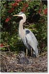 GreatBlueHeron_VeniceRookery_2006Jan_E0K5167 copy