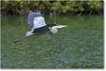 GreatBlueHeron_VeniceRookery_2006Jan_E0K5208 copy