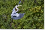 GreatBlueHeron_VeniceRookery_2006Jan_E0K5213 copy