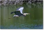 GreatBlueHeron_VeniceRookery_2006Jan_E0K5254 copy