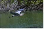 GreatBlueHeron_VeniceRookery_2006Jan_E0K5271 copy