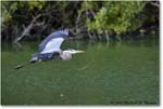 GreatBlueHeron_VeniceRookery_2006Jan_E0K5274 copy
