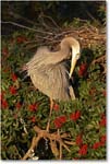 GreatBlueHeron_VeniceRookery_2006Jan_E0K6665 copy