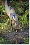 GreatBlueHeron_VeniceRookery_2006Jan_E0K6682 copy