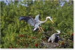 GreatBlueHeron_VeniceRookery_2006Jan_Y2F6626 copy