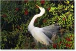 GreatEgret_VeniceRookery_2006Jan_E0K6659 copy