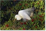GreatEgret_VeniceRookery_2006Jan_E0K6661 copy