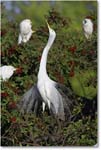 GreatEgret_VeniceRookery_2006Jan_E0K6826 copy