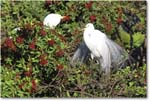 GreatEgret_VeniceRookery_2006Jan_E0K6829 copy