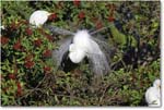 GreatEgret_VeniceRookery_2006Jan_E0K6851 copy