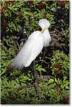 GreatEgret_VeniceRookery_2006Jan_E0K6880 copy