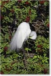 GreatEgret_VeniceRookery_2006Jan_E0K6885 copy