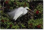 GreatEgret_VeniceRookery_2006Jan_E0K6904 copy