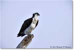 Osprey_VeniceRookery_2006Jan_E0K5113 copy