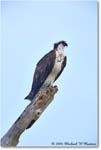 Osprey_VeniceRookery_2006Jan_E0K5119 copy