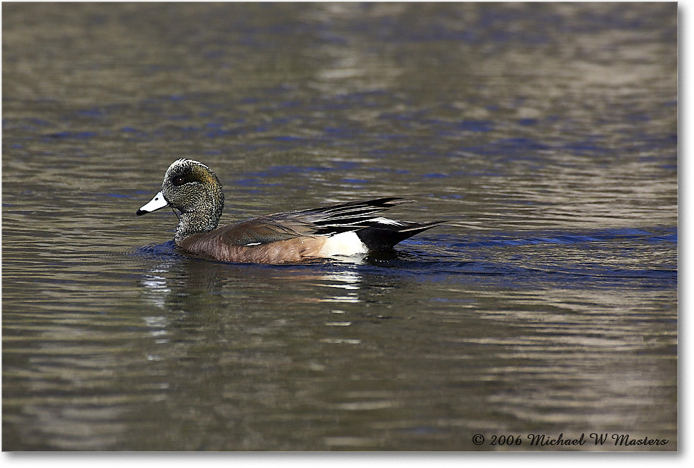 AmericanWigeon_WakullaSprings_2006Jan_Y2F7627 copy