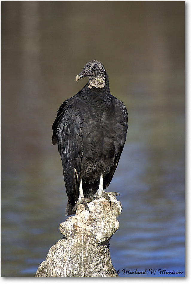 BlackVulture_WakullaSprings_2006Jan_Y2F7535 copy