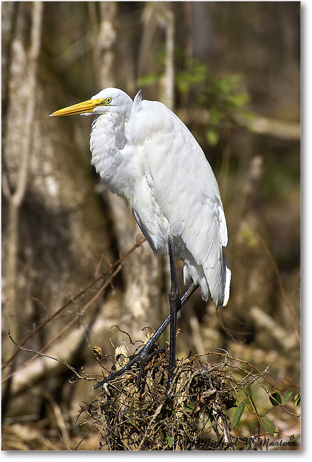 GreatEgret_WakullaSprings_2006Jan_Y2F7673 copy
