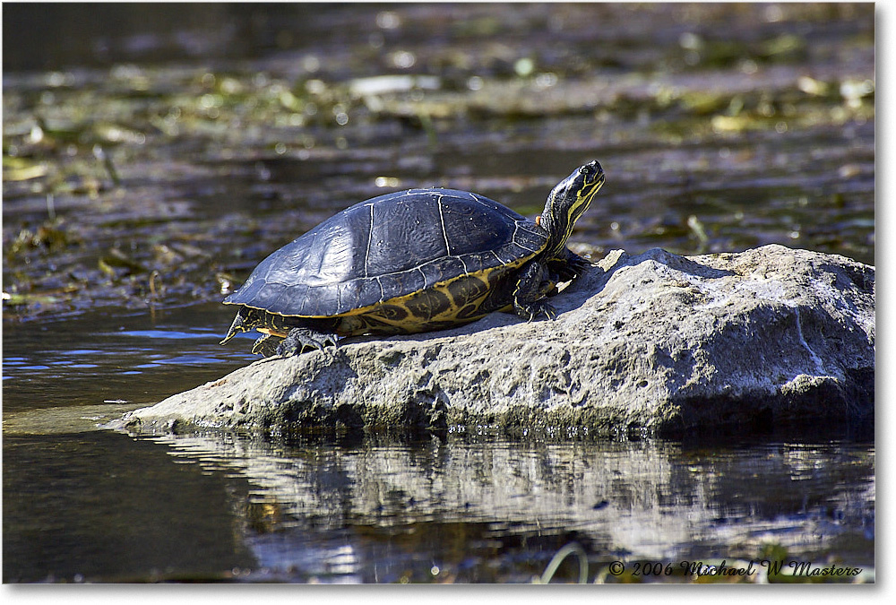 PeninsulaCooterTurtle_WakullaSprings_2006Jan_Y2F7657 copy