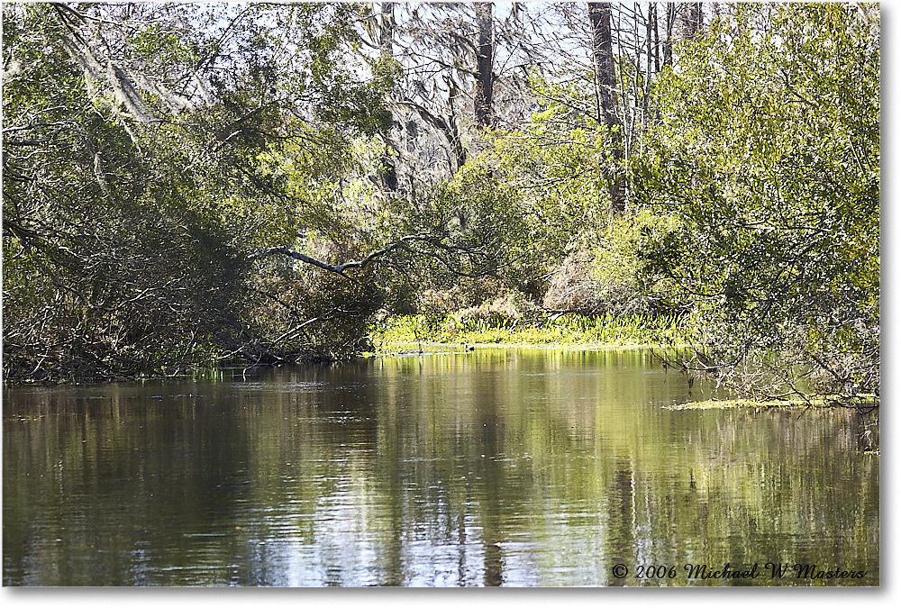 Swamp_WakullaSprings_2006Jan_Y2F7675 copy