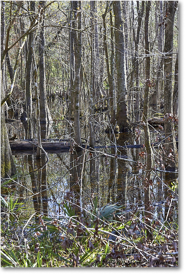 Swamp_WakullaSprings_2006Jan_Y2F7692 copy
