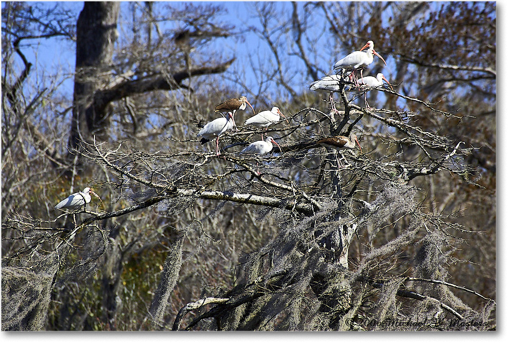 WhiteIbis_WakullaSprings_2006Jan_Y2F7641 copy