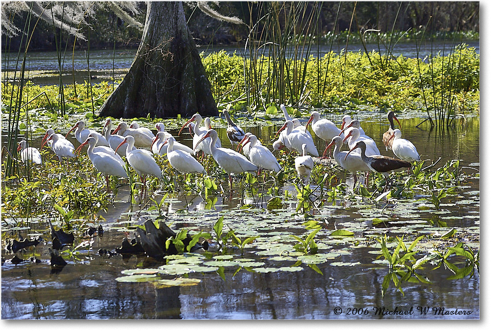 WhiteIbis_WakullaSprings_2006Jan_Y2F7653 copy