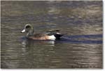 AmericanWigeon_WakullaSprings_2006Jan_Y2F7627 copy