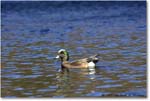 AmericanWigeon_WakullaSprings_2006Jan_Y2F7683 copy