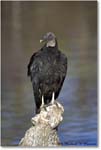 BlackVulture_WakullaSprings_2006Jan_Y2F7535 copy