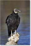 BlackVulture_WakullaSprings_2006Jan_Y2F7540 copy