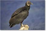 BlackVulture_WakullaSprings_2006Jan_Y2F7541 copy
