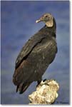 BlackVulture_WakullaSprings_2006Jan_Y2F7548 copy