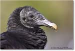BlackVulture_WakullaSprings_2006Jan_Y2F7564 copy