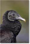 BlackVulture_WakullaSprings_2006Jan_Y2F7572 copy