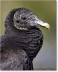 BlackVulture_WakullaSprings_2006Jan_Y2F7577 copy