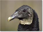 BlackVulture_WakullaSprings_2006Jan_Y2F7588 copy