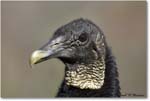 BlackVulture_WakullaSprings_2006Jan_Y2F7591 copy