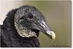 BlackVulture_WakullaSprings_2006Jan_Y2F7600 copy