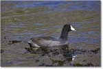 Coot_WakullaSprings_2006Jan_Y2F7642 copy