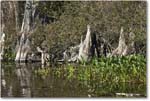 CypressTree_WakullaSprings_2006Jan_Y2F7652 copy